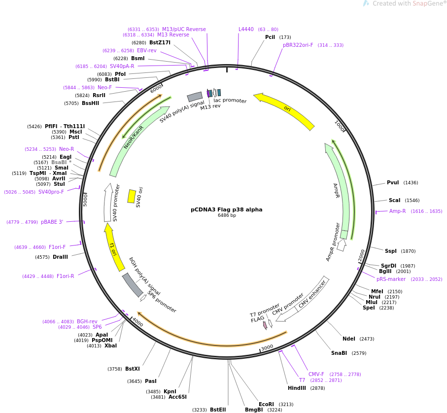 pCDNA3 Flag p38 alpha质粒图谱